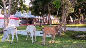 TERNAK SAPI MASIH BERKELIARAN DI ALUN ALUN KOTA PARIGI