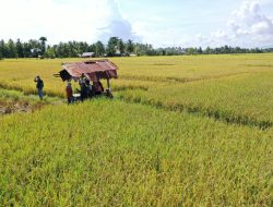 Harga Beras Naik,Dinas PTHP tak bisa apa-apa