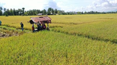 Harga Beras Naik,Dinas PTHP tak bisa apa-apa
