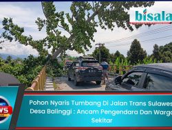 Pohon Nyaris Tumbang di Jalan Trans Sulawesi Desa Balinggi Ancam Pengendara dan Warga Sekitar