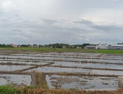 Kelangkaan Pupuk Bersubsidi di Parigi Moutong Membuat Petani Meradang