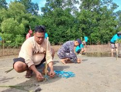 Pemda Parigi Moutong Dan GPMTT Tanam Manggrove