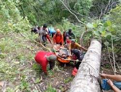 Kecelakaan Minibus di Kebun Kopi Parigi Moutong, Korban Selamat Dievakuasi dari Jurang 110 Meter