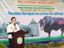 Jelang Idul Adha 1446 H, Presiden Prabowo Serahkan Sapi Kurban 815 Kg untuk Kabupaten Poso