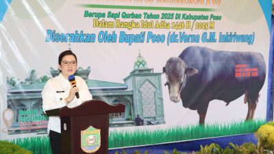 Jelang Idul Adha 1446 H, Presiden Prabowo Serahkan Sapi Kurban 815 Kg untuk Kabupaten Poso