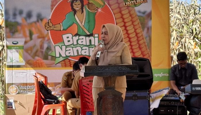 Sukses Panen Jagung Jaksa Mandiri Pangan, Sofiana Apresiasi Kelompok Tani Moringa